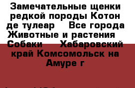 Замечательные щенки редкой породы Котон де тулеар  - Все города Животные и растения » Собаки   . Хабаровский край,Комсомольск-на-Амуре г.